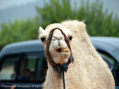 Category_MoroccoCamel