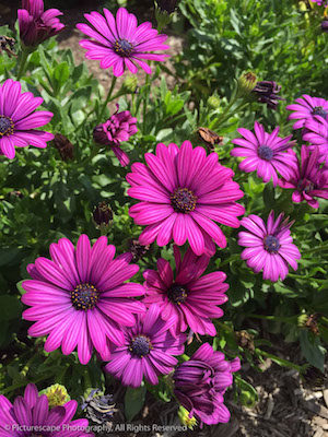 Category_FlowersPink