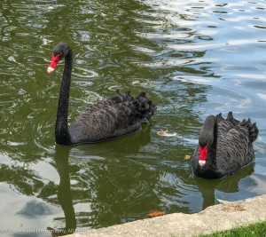 Black Swans