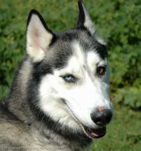 "Husky Eyes"                           