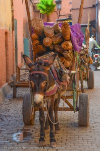 "Moroccan Mule"         